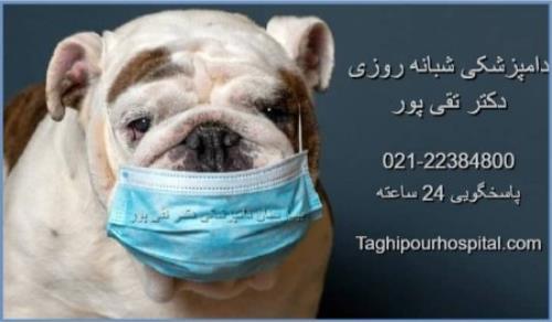 شماره دامپزشکی شبانه روزی - بیمارستان دامپزشکی در تهران