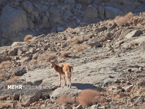 اصفهان سرشماری حیات وحش را با پهپاد در کلاه قاضی اجرا کرد