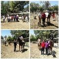 برگزاری اولین مسابقه پرش با اسب در شهریار