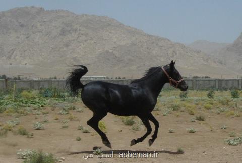 اسب اصیل كردی در مسابقات سواركاری